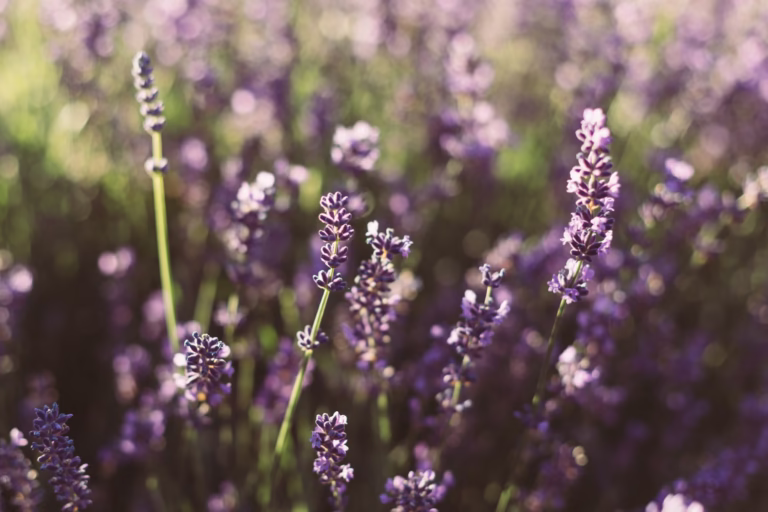 lavender close up